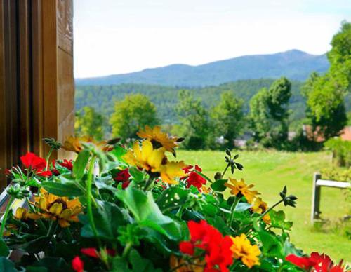 a bunch of flowers in a window with a view of a field at Pension Draxlerhof in Neuschönau