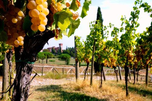 a bunch of grapes hanging from a tree in a vineyard at Casale in Collina in Capriva del Friuli