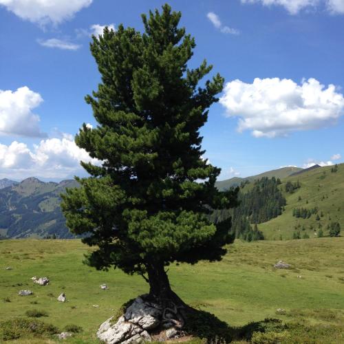 a pine tree in a field with a rock at Gästehaus Anna in Grossarl