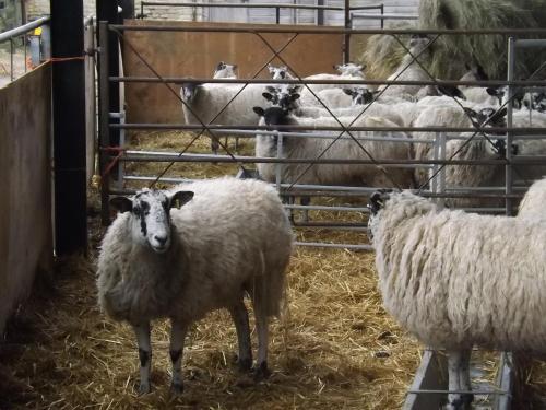 a group of sheep standing in a pen at Peartree Farm in Aldwincle Saint Peter