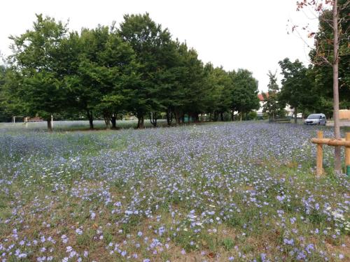a field of purple flowers in a field with trees at Bed and Breakfast Bio Salix in Padova