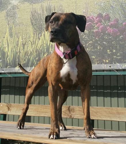 a brown and white dog standing on a bench at Penzion PIANO & Apartment Sokolov in Sokolov