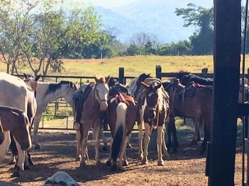 a group of horses standing next to a fence at Hotel Hacienda El Rodeo in Rodeo
