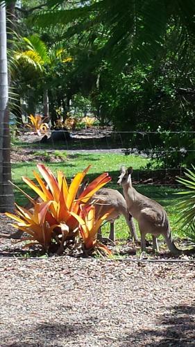 Animales en el bed and breakfast o alrededores