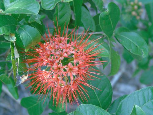 a red flower on a tree with green leaves at IDC Guest House in Bagamoyo