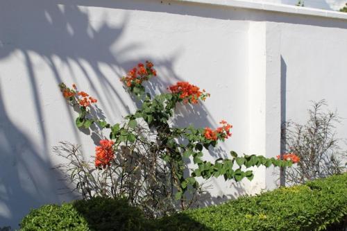 a plant with red flowers next to a white wall at IDC Guest House in Bagamoyo