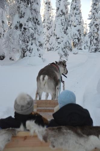 a group of people in the snow with a cow at Zone Apartments in Ruka