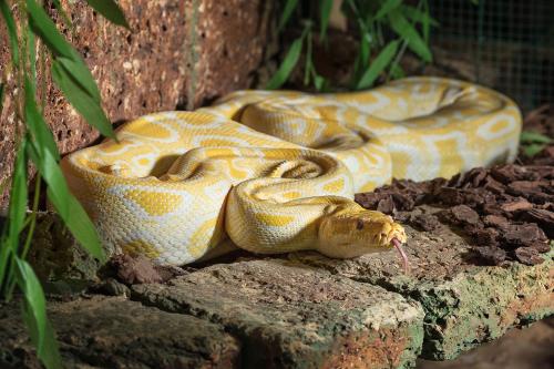 two snakes laying on a rock with their tongue at Wellness Hotel Babylon in Liberec