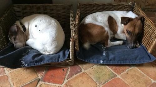two dogs laying on pillows in a basket at La Moulinière, jolie longère du XVIIè 25, chemin de la Source in La Jaille-Yvon
