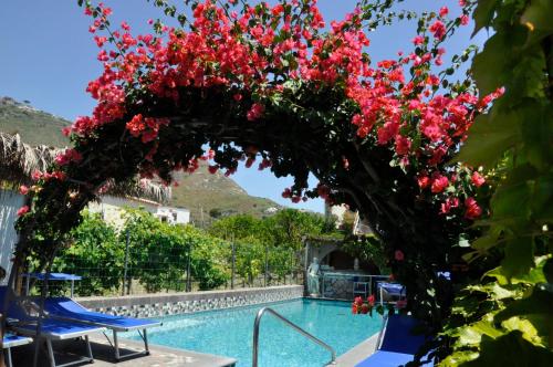 a tree with red flowers next to a swimming pool at Hotel Casa Giuseppina in Ischia