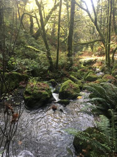 a stream in a forest with rocks and trees at Taylor Creek Lodge in Gold Beach