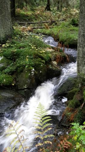a stream of water in the middle of a forest at Ferienwohnung Rathke in Sorge