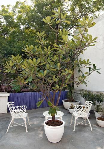 a patio with two chairs and a potted tree at Haveli Hauz Khas in New Delhi