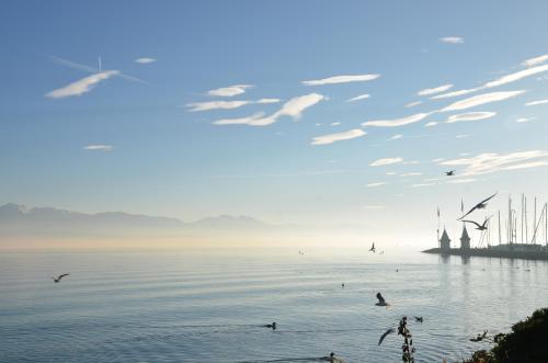a group of birds flying over a body of water at BnB chez Fanfan in Morges