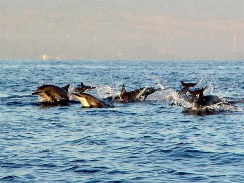 a group of dolphins swimming in the water at Singaraja Hotel - CHSE Certified in Singaraja