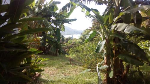 a path through a banana plantation at Mirella Villa Holiday Apartment in Anse Possession