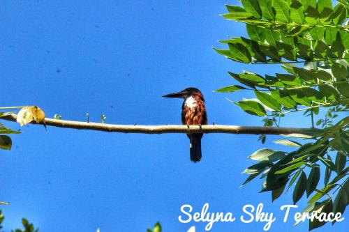 a bird sitting on a branch of a tree at Selyna Sky Terrace in Kandy