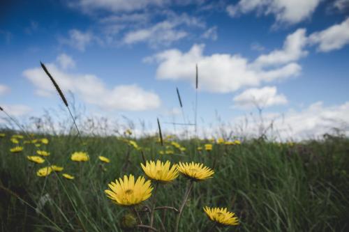 a field of yellow flowers in a grassy field at Oribi Gorge Guest Farm in Glendale