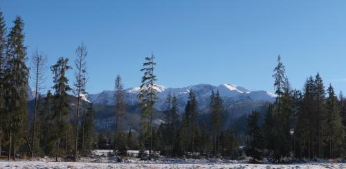 a group of trees with mountains in the background at Leśniczówka u Zięby in Kościelisko