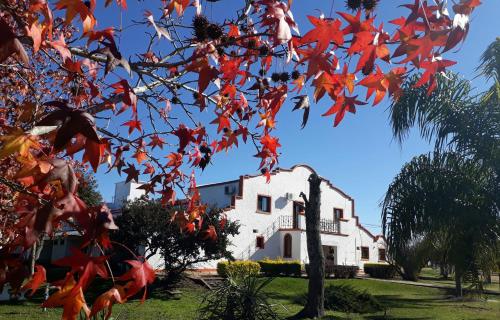 a tree with red leaves in front of a white house at Hotel La Posta del Dayman in Termas del Daymán