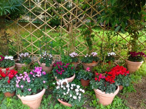 a bunch of pots of flowers in a garden at Lirma B&B in Cefalù