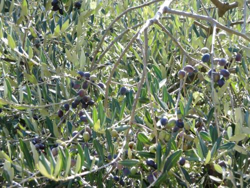 a tree with lots of black berries on it at Agriturismo Tenuta La Fratta in Bagni di Lucca