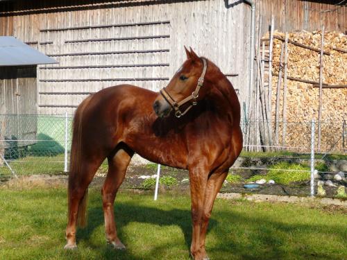 a brown horse standing in the grass at Ferienhof Unterführholzergut in Klaus