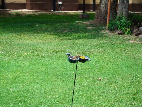 a bird feeder on the grass in the yard at Apart Entrepiedras in Merlo
