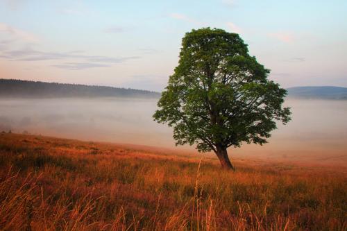 a tree in the middle of a field with fog at Statek česká lípa Myslovice in Klatovy