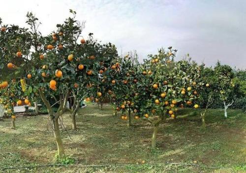 a row of orange trees in an orchard at "SA DOMO DE SOS ARANZOS" in Santa Maria la Palma