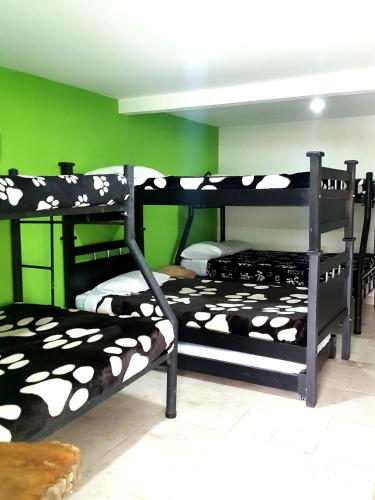 two bunk beds in a room with a green wall at Hostal y Camping Los Girasoles in Salento