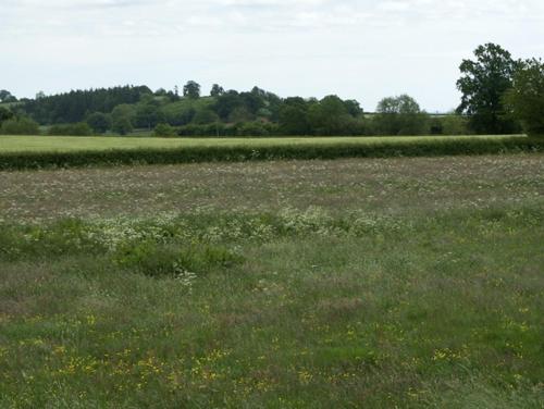 a field of grass with trees in the background at The Coach House in Hereford