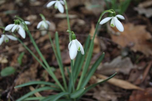 a group of white flowers on the ground at Fasthotel Tours Nord in Parçay-Meslay
