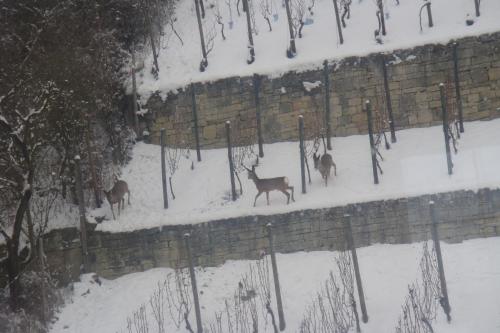 three deer standing in the snow next to a brick wall at Landhotel Weingut Schulze in Freyburg