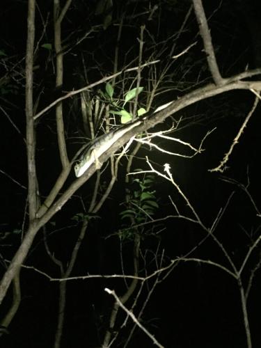 Φωτογραφία από το άλμπουμ του Bamboo House στο Khao Sok