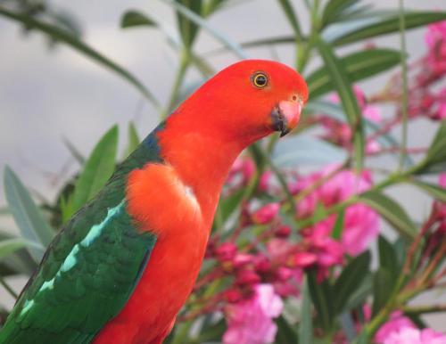 a red bird is standing next to some pink flowers at Valley View Luxury Retreat in Vacy