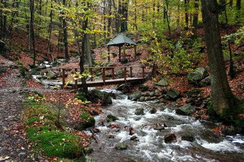 a wooden bridge over a stream in the woods at Appartement la Fontaine in Spa