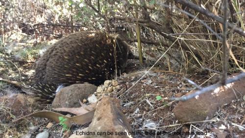 a hedgehog on the ground in the woods at Penguin Seaside Homestay in Penguin