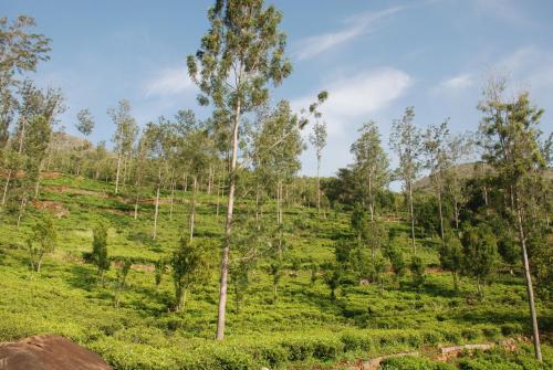 a hillside with trees in a field of grass at Relaxing 2 B/R Estate House, Deenaty, Tamil Nadu in Coimbatore