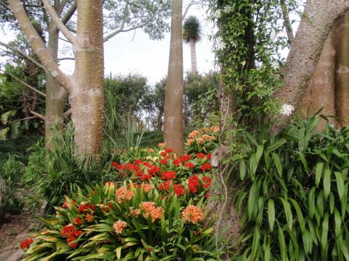 a garden with red flowers and trees at Wharepuke Subtropical Accommodation in Kerikeri