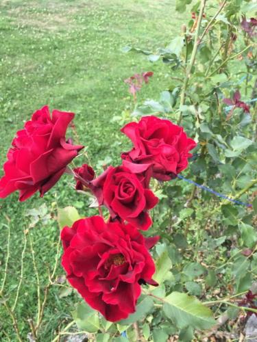 a group of red roses in a garden at Janezinovi House in Ratečevo Brdo