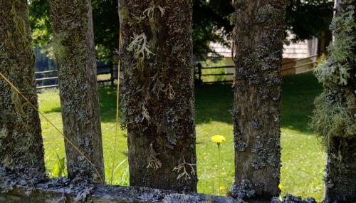 a bunch of trees with a yellow flower between them at Rüggenhütte in Hochfeistritz
