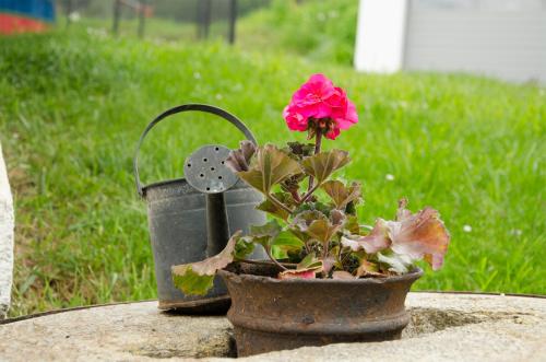 a flower in a pot sitting on a table at Rüggenhütte in Hochfeistritz
