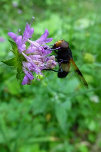 a bee is clinging to a purple flower at Rüggenhütte in Hochfeistritz