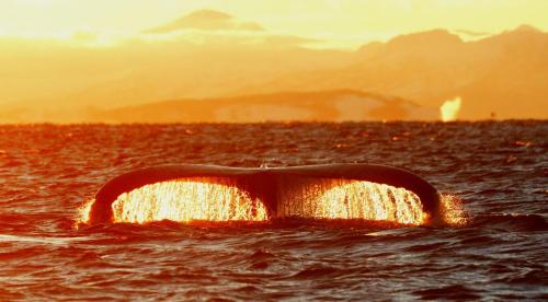 a whale tail in the water at sunset at Senja Fjordhotell and Apartments in Stonglandseidet