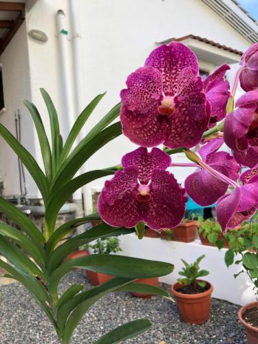 a group of purple flowers on a plant at Flower Garden Self-Catering Apartments in Beau Vallon