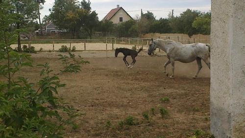 a horse and a horse running in a field at Hétkanyar Vendégház in Nagyvázsony