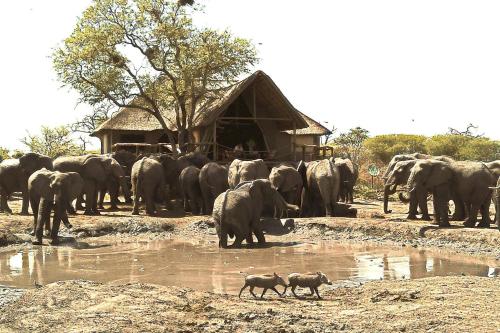 a herd of elephants standing near a watering hole at South Okavango - Omogolo Hideaways in Rammu