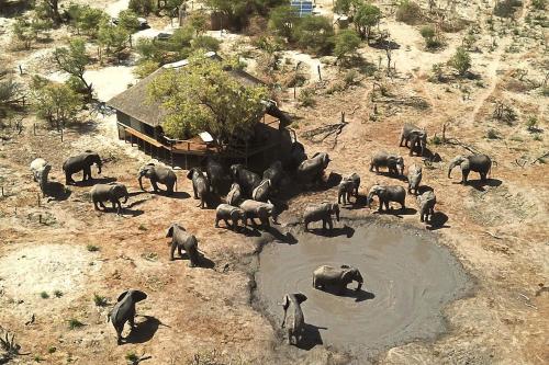 a herd of elephants standing around a pool of water at South Okavango - Omogolo Hideaways in Rammu