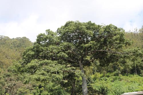 a large tree in the middle of a forest at Queens rest inn in Haputale